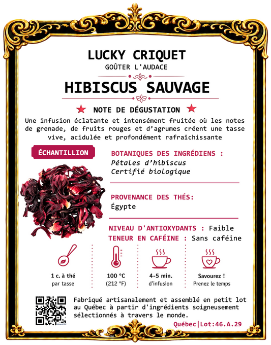 HIBISCUS SAUVAGE